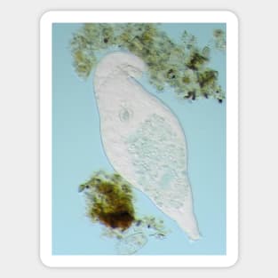 Bdelloid rotifer under the microscope Sticker